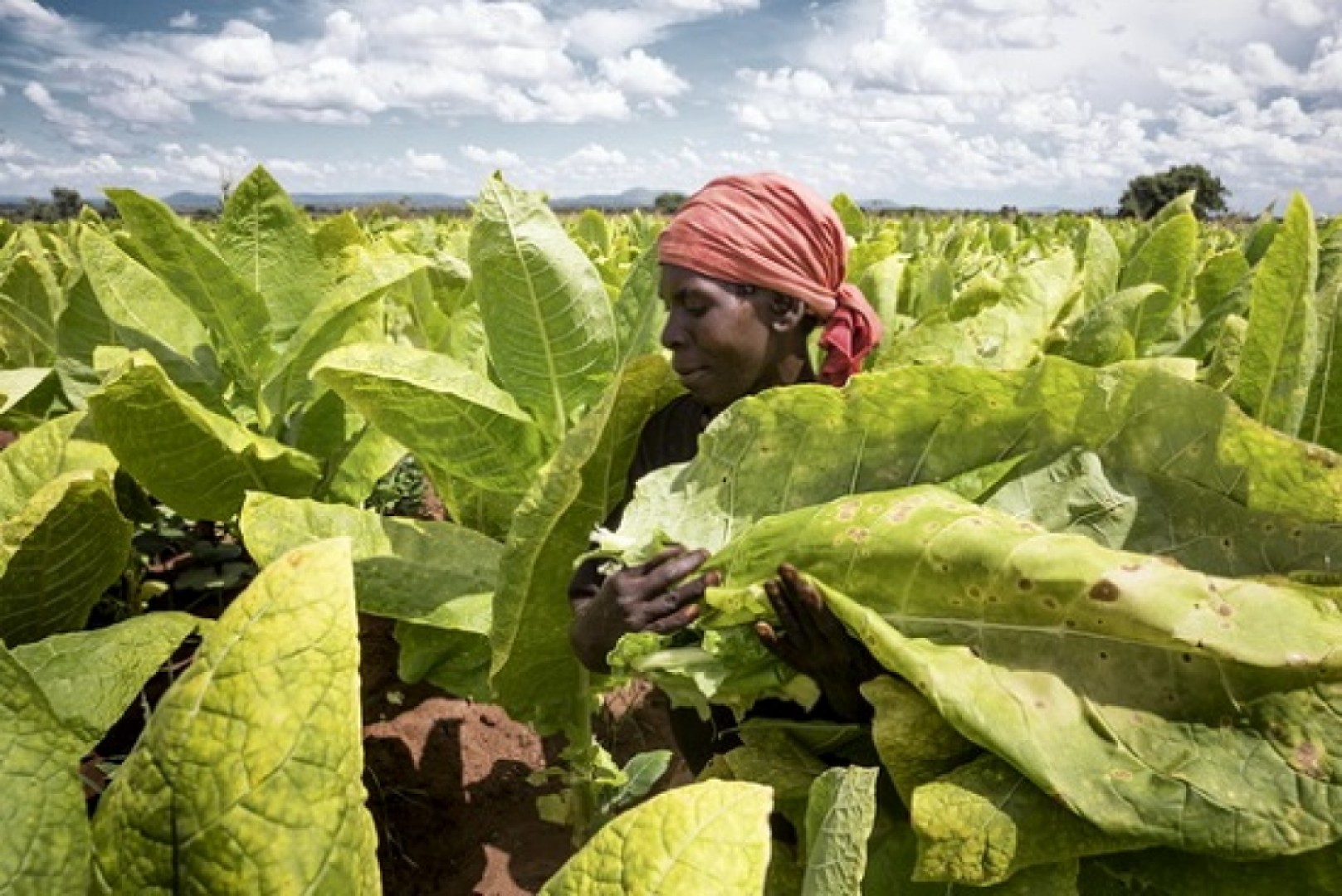 Malawi, gorzki tytoń